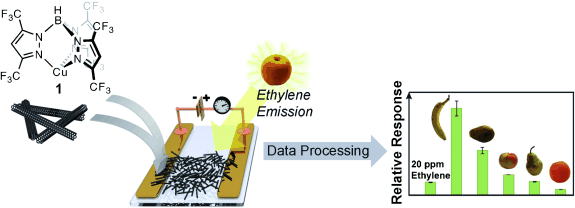 Is It Ripe? - Carbon nanotube-based ethylene sensor establishes fruit ripeness