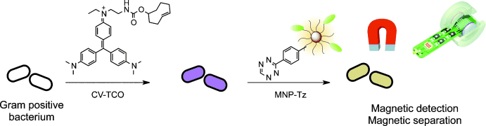 Magnetizing Diagnostics - Magnetic Gram staining detects bacteria