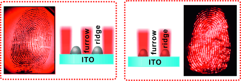 Glowing Fingerprints - Researchers make latent fingerprints visible with help from electrochemiluminescence
