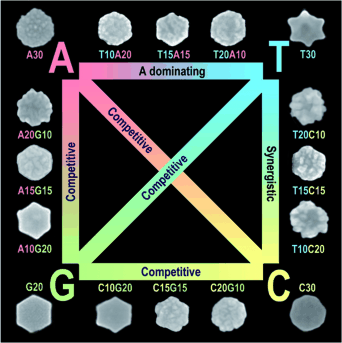 Gold Nanoparticles Follow “Genetic Code” - Different sequences of DNA influence morphology of growing gold nanocrystals