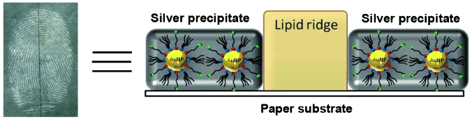 Inverse Fingerprints on Paper - Visualization of Latent Fingermarks by Nanotechnology: Reversed Development on Paper: A Possible Remedy to the Variation in Sweat Composition