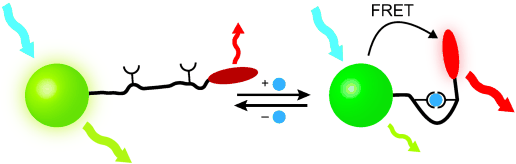 pH Sensor for Cell Organelles - pH-dependent conformation change controls energy transfer in nanocrystal sensors