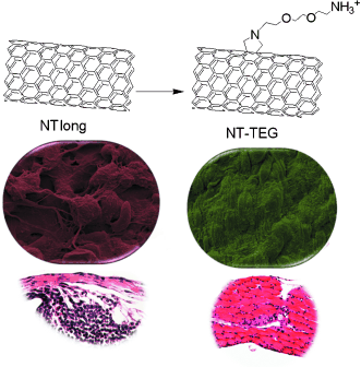 It All Depends on the Length - Chemical functionalization of ‘toxic’ long carbon nanotubes reduces their effective length and alleviates asbestos-like pathogenicity