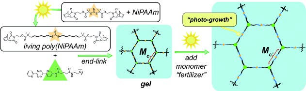 Light Makes Pores Bigger - Photo-growth of pores in a polymer gel network