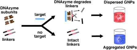 Uncovering Pathogens Outside the Lab - DNAzymes and gold nanoparticles: a colorimetric assay for diagnostics in the field