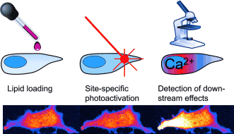 Head in a Cage - Fatty acid composition of diacylglycerols determines local signaling patterns