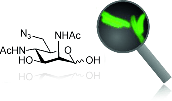 Hunt for the Killer Bug - Identification of living Legionella using specific metabolic lipopolysaccharides