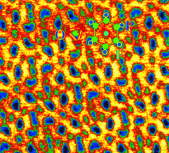 Oh the Shark Has Pretty Teeth Dear… - Atomic resolution imaging of fluorine in shark tooth enamel