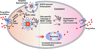 Silenced - Overcoming multidrug resistance in cancer cells by silencing genes with RNA