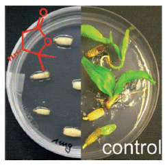 Tracking Down the Ash Tree Killer - Volatile lactone of <i>Hymenoscyphus pseudoalbidus</i> inhibits germination of ash seeds