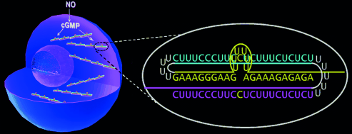 A Sink for Signals - Triplex RNA motif binds cellular cGMP after expression in mammalian cells