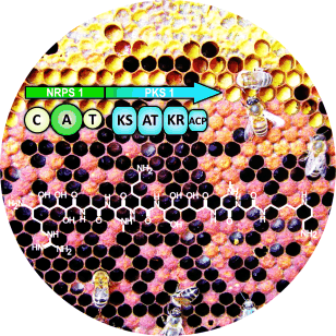 Hope for the Honey Bee? - Peptide-polyketide antibiotic from the pathogen that causes American Foulbrood