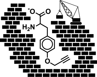 A Larger Pocket - Reprogramed nonribosomal peptide synthetase incorporates amino acids with reactive sites for “click” chemistry