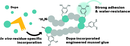 All-Purpose Glue for Wet Conditions - Incorporation of DOPA into engineered mussel glue proteins