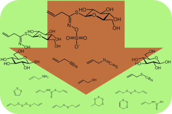 A Matter of Preparation - Reactivity of glucosinolates and their breakdown products in foods