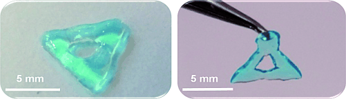 Towards Printing Artificial Organs - Synthetic DNA gel points the way