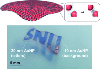 Film Producer - Free-standing monolayers made from protein-bound gold nanoparticles