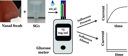 Exploiting Snot - Influenza virus quickly and reliably detected from nasal or throat swabs