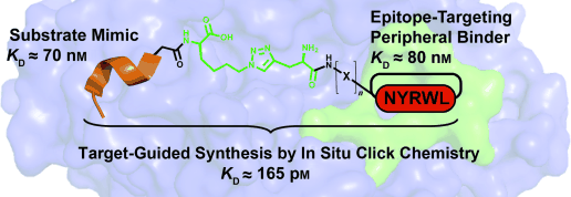 Botox Inhibitor with Killer Potential - Botulinum neurotoxin A inhibitor has been developed by all-synthetic click epitope targeting chemistry