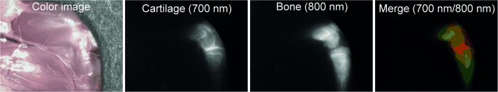 Contrast Agents for Imaging Cartilage - NIR Fluorophores Enable Specific Visualization of Cartilage Tissue