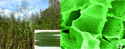 The Hidden Power of Reeds - Silica structures in natural reed leaves can be exploited as electrode material in lithium-ion batteries