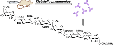 Sugar Antigen Lost its Resistance - Enterobacterial common antigen relevant for immunotherapy chemically synthesized