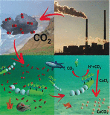 Enzymatic Micromotor-Driven CO<sub>2</sub> Sequestration in Water - CO<sub>2</sub> capture and mineralization in seawater by enzymatic conversion into carbonate with the help of a self-propelled microengine