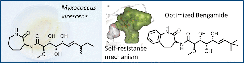 Bengamides: Potential Antitumor Agent Available - Production and manipulation of bengamide natural products, displaying antiproliferative potency, by a terrestrial bacterial expression system