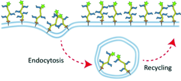 Make Your Own Cell Survival Kit! - Synthetic glycopolymers in the membrane hold up programmed cell death