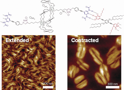 Working Up Some Artificial Muscles - Hierarchical self-assembly of supramolecular muscle-like fibers
