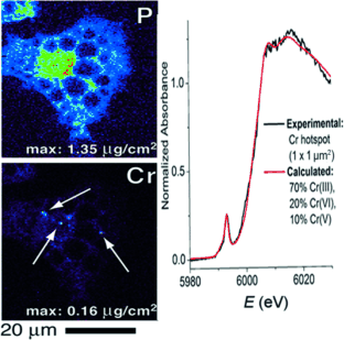 Risky Chromium Therapy - Evidence for carcinogenic chromium(VI) compounds in chromium(III)-treated living cells