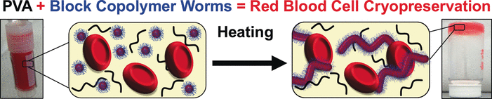 Solvent-Free, Ice-Free, Vital! - Block copolymer hydrogels as multifunctional effective cryoprotecting agents for red blood cells
