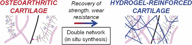 Help for Osteoarthritis Coming Soon? - Polymer gel effectively reinforces worn out cartilage