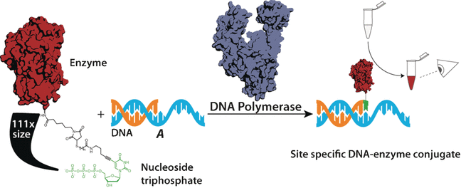 Genetic Tests with the Naked Eye - Replication of enzyme-nucleotide chimeras