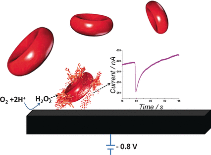 Counting Red Blood Cells - Electrochemical determination of the concentration and peroxidase activity of erythrocytes