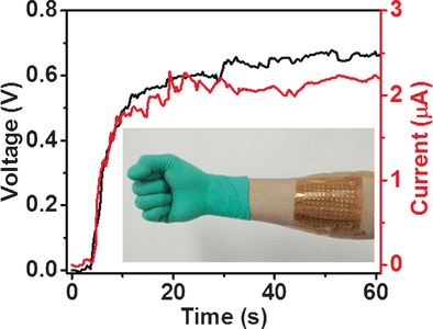 Body Heat as a Power Source - Wearable integrated thermocells based on gel electrolytes use body heat