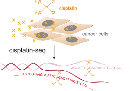 Where Does Cisplatin Bind? - Identification of genome-wide cisplatin cross-linking sites with DNA base resolution