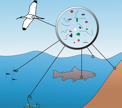 Harmonization Needed! - Standardized analytic protocols will help to assess the amount, quality, and risk of microplastic contaminants in aquatic ecosystems, says a review