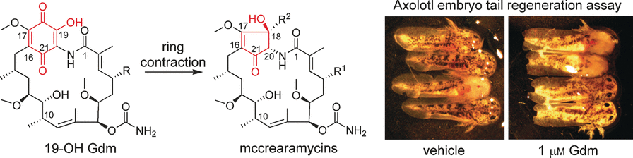 Pharmaceuticals from a Coal Mine? - Novel microbial geldanamycin derivatives and cyclopentenone ansamycins from an abandoned coal min