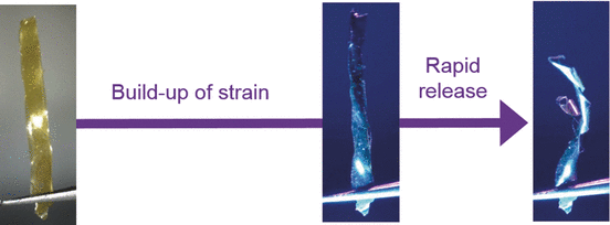 Bursting Pods - Molecular switch drives powerful movement by opposing twisting helices