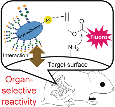 In-Mouse Catalysis - Organ-targeted metal-complex catalysis within living biological systems