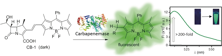 Lighting up Antibiotic Resistance - A fluorogenic probe can detect the activity of multidrug-resistant pathogens in an assay system