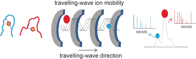 Mobile Gold Fingers - Travelling-wave ion mobility mass spectrometry elucidates structures of gold fingers