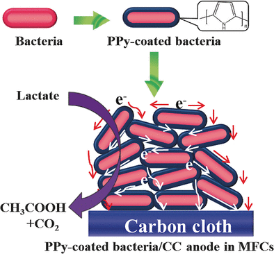 Conducting Shell for Bacteria - Coating of individual bacterial cells with an electron-conducting polymer provides for a high-performance anode for microbial fuel-cell applications