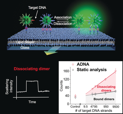 Revealing Particle Separation - No amplification needed: ultrasensitive DNA quantification by light scattering