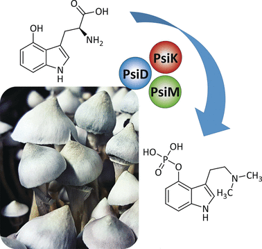 Magic Enzymes - Enzymatic synthesis of psilocybin, the ingredient of magic mushrooms