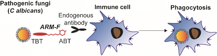 Steering the Immune Defense against Fungal Pathogens - Neutralization of pathogenic fungi with small-molecule immunotherapeutics