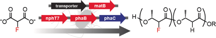 Fluorine-Containing Molecules from Cell Cultures - Living cells produce fluorinated metabolites and bioplastics