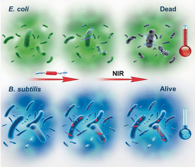 Bacteria Activate Their Own Killer - Selective photothermal therapy with supramolecular radical anions generated <i>in situ</i>