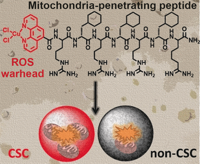 Malignant Mitochondria as a Target - A metallopeptide targets and disrupts mitochondrial function in breast cancer stem cells